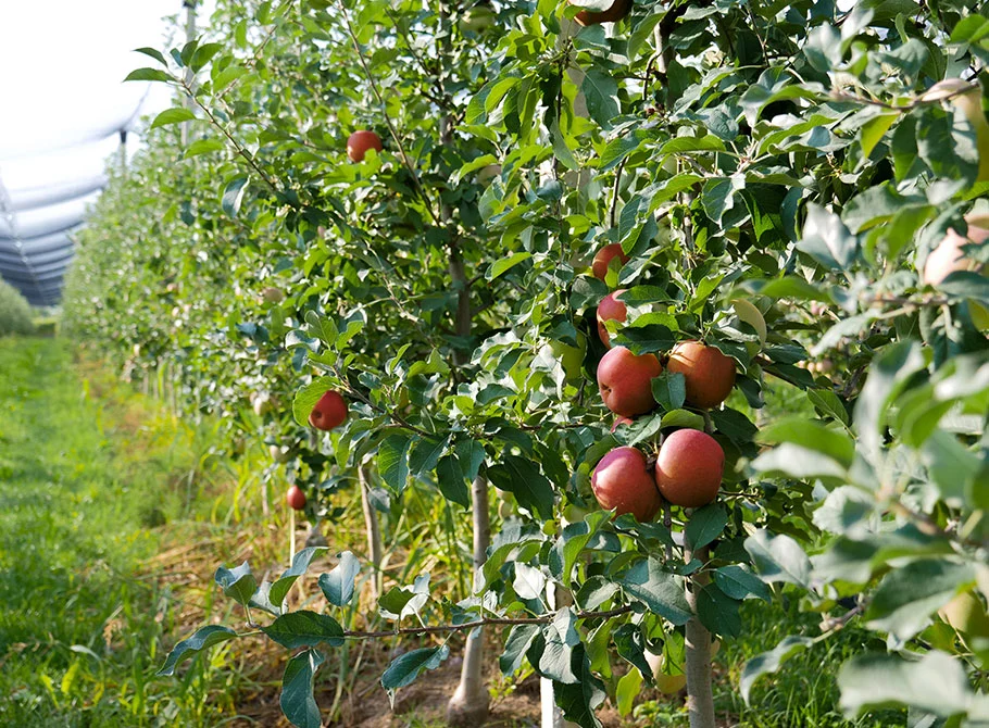 Produzione artigianale: succo di mela come fatto in casa