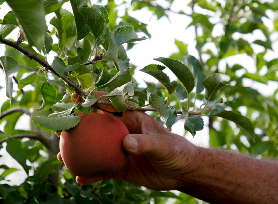 Succo di mele proprietà e benefici