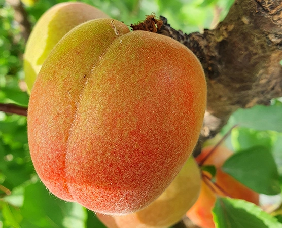 Albicocche