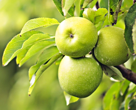 Granny Smith