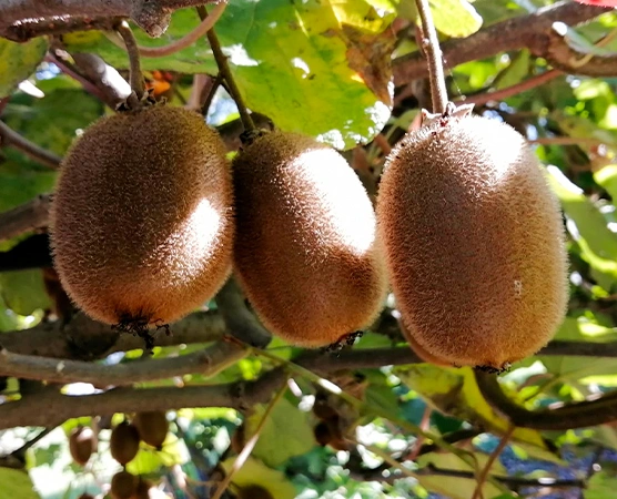 Kiwi