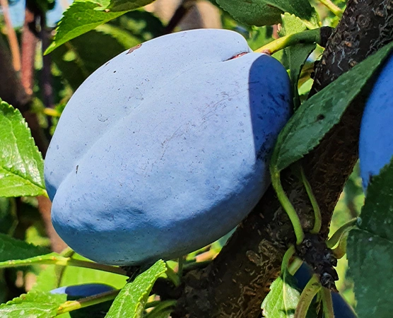 Susine