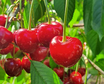 Frutta fresca