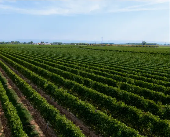 Dal 1961 Cisorio azienda agricola a conduzione familiare a Udine